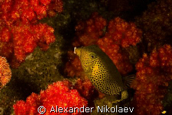 Trunkfish. Canon 40D, Sigma 50mm 1:2.8 DG MACRO. by Alexander Nikolaev 